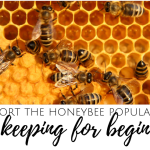 Beekeeping for Beginners