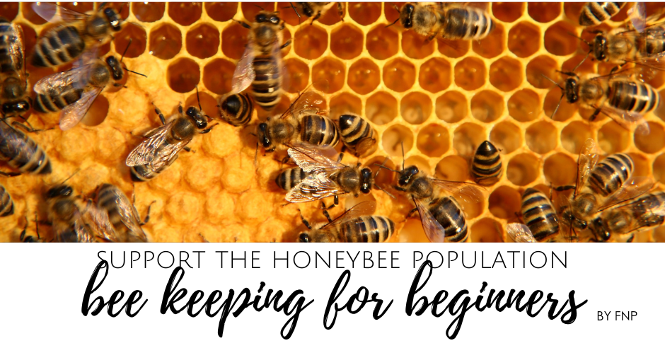 Beekeeping for Beginners